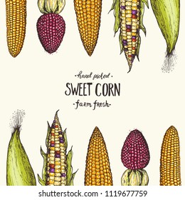 Corn on the cob hand drawn vector illustration. Corn set illustration. Colored corn, vintage design.