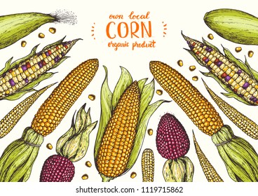 Corn on the cob hand drawn vector illustration. Top view frame. Corn set illustration. Colored corn, vintage design template.