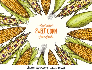 Corn on the cob hand drawn vector illustration. Top view frame. Corn set illustration. Colored corn, vintage design template.
