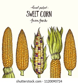 Corn on the cob hand drawn vector illustration. Corn set illustration. Colored corn, vintage design.