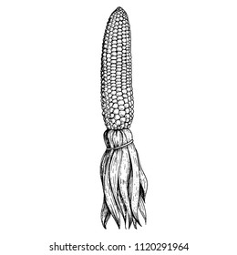 Corn on the cob hand drawn vector illustration. Corn sketch illustration. Engraving style, vintage design.