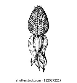 Corn on the cob hand drawn vector illustration. Corn sketch illustration. Engraving style, vintage design.