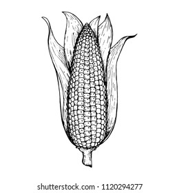 Corn on the cob hand drawn vector illustration. Corn sketch illustration. Engraving style, vintage design.