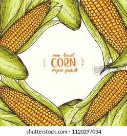 Corn on the cob hand drawn vector illustration. Top view frame. Corn set illustration. Colored corn, vintage design template.