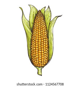 Corn on the cob hand drawn vector illustration. Corn illustration. 