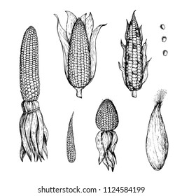 Corn on the cob hand drawn vector illustration. Corn collection sketch illustration. Engraving style, vintage design.