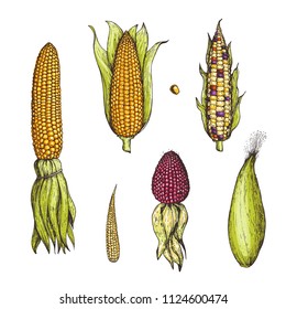 Corn on the cob hand drawn vector illustration. Corn collection sketch illustration. Engraving style, vintage design.