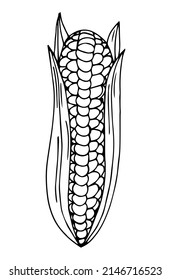 Corn on the cob hand drawn vector illustration. Corn sketch illustration. Engraving style, vintage design.