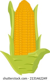 Corn on the cob, illustration, vector on a white background.