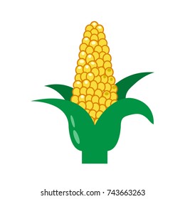 Corn on the cob and leaves. Vector illustration