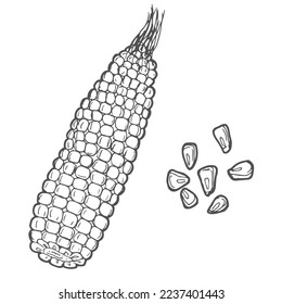 Corn on the cob with corn seeds hand drawn vector illustration. Corn sketch illustration. Engraving style, vintage design.
