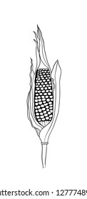 Corn on the cob sketch illustration. Botanical corn. Vector illustration