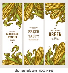 Corn the cob vintage banners collection  Botanical corn  Vector illustration