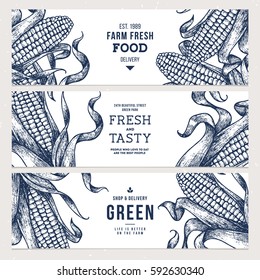 Corn on the cob vintage banners collection. Botanical corn. Vector illustration