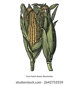 Corn on the Cob Vintage Botanical Illustration – Hand Drawn Maize with Husk