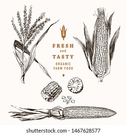 Corn on the cob vintage design set. Botanical corn. Vector illustration. Maize 