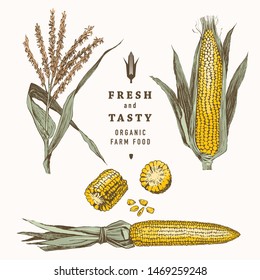 Corn on the cob vintage design set. Botanical corn. Vector illustration. Maize