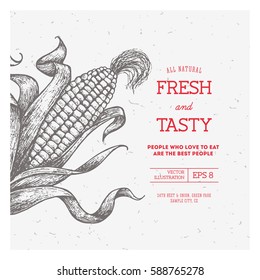 Corn on the cob vintage design template. Botanical corn. Vector illustration