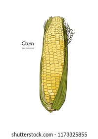 Corn on the cob vintage engraved illustration. Botanical corn. Vector illustration