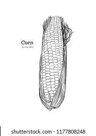 Corn on the cob vintage engraved illustration. Botanical corn. Vector illustration