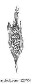 Corn on the cob vintage engraved illustration. Botanical corn. Vector illustration