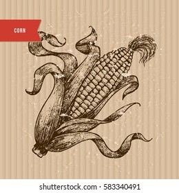 Corn on the cob vintage engraved illustration. Botanical corn. Vector illustration