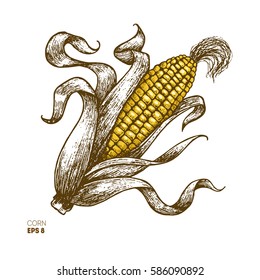 Corn on the cob vintage engraved illustration. Botanical corn. Vector illustration