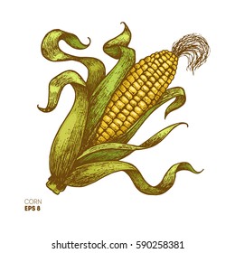 Corn the cob vintage engraved illustration  Botanical corn  Vector illustration