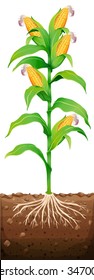 Corn On The Tree Illustration