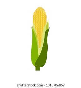 The corn on white background. 