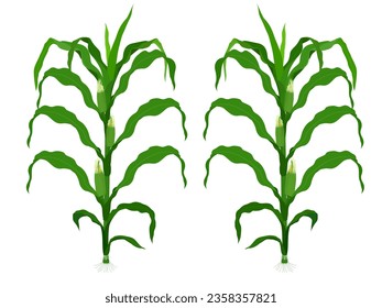 Corn on a white background.