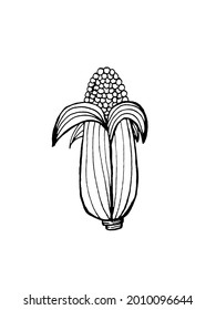 corn on a white background. Doodles. Isolated