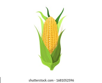 Corn on white background food