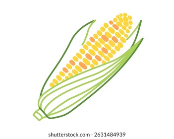 Corn cob isolated on white background. Organic food and farming concept. Vector hand drawn vegetable illustration