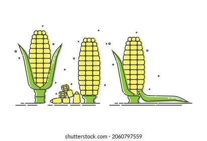 Corn on white background. Young ear of maize with leaves and without. Organic food. Healthful product. Healthy eating. Vegetarian foodstuff. Color flat line art icon. Three view isolated object.