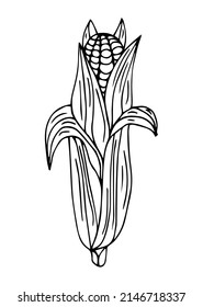 Ilustración simple del contorno de maíz para el menú. Esbozo de líneas dibujadas a mano mazorca de maíz en hojas y desnudo aislado en fondo blanco