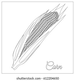Corn. Page for coloring book. Doodle design.Vegetables. Vector illustration. Black and White sample.