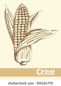 Corn painted on a neutral background