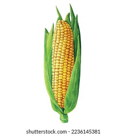 corn painting, oil painting vegetable, head of corn drawing on a white background