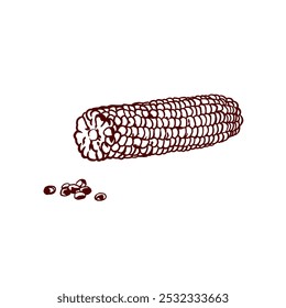 Corn peeled, grains. Autumn food set. Vector illustration in graphic style. For restaurant menu, cafes, banners, posters, Thanksgiving.