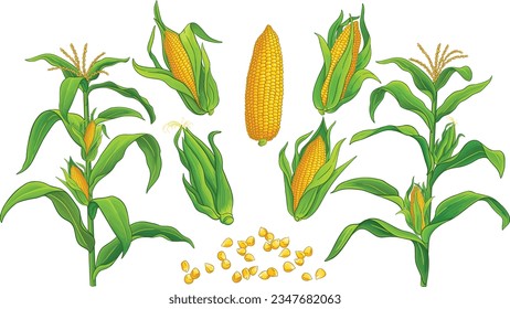 Planta de maíz y maíz. Mejor conjunto de mazorca de maíz dulce y granos. Vector de la granja de cultivos de maíz dulce.
