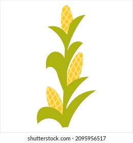 Corn plant in cartoon style for educational posters isolated on white background, farmland and harvest concept