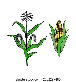 Planta de maíz, mafia. Ilustración de material vectorial eps10.