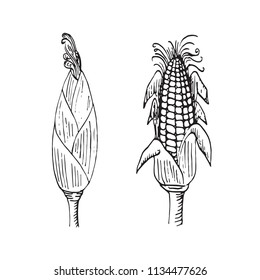Corn plant with ear closed and open with corns, hand drawn doodle, drawing, sketch, black and white vector outline illustration
