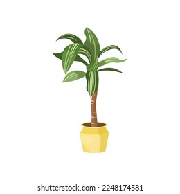 Corn plant flat vector illustration. Indoor flower or plant in flowerpot or vase, corn plant in pot isolated on white background. Interior, urban jungle concept