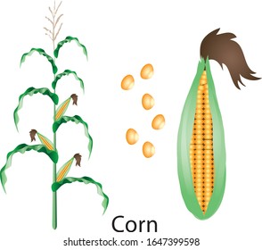 Planta de maíz , verduras frescas - Vector