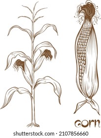 The corn plant and its fruit