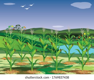 corn plant in garden with blue sky background vector design