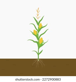 Corn plant grown in soil. corn plant on white background. isolated flat vector