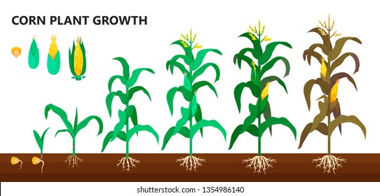 Corn plant growth, farm and agriculture steps. Plant life periods. Vector flat style cartoon corn illustration isolated on white background